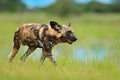 African wild dog, Lycaon pictus, walking in the lake. Hunting painted dog with big ears, beautiful wild animal in nature habitat, Royalty Free Stock Photo