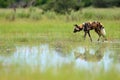 African wild dog, Lycaon pictus, walking in the lake. Hunting painted dog with big ears, beautiful wild animal in nature habitat,