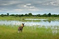 African wild dog, Lycaon pictus, walking in lake water. Hunting painted dog with big ears, beautiful wild anilm in habitat. Wildli Royalty Free Stock Photo