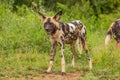 African wild dog Lycaon Pictus watching, Madikwe Game Reserve, South Africa.