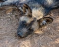 African Wild Dog 8