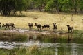 African Wild Dog Pack in Action