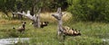 African Wild Dog Pack in Action Royalty Free Stock Photo