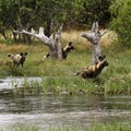 African Wild Dog Pack in Action Royalty Free Stock Photo