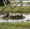 African Wild Dog Pack in Action Royalty Free Stock Photo