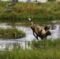 African Wild Dog Pack in Action Royalty Free Stock Photo