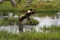 African Wild Dog Pack in Action