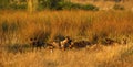 African Wild Dog Pack Feeding Royalty Free Stock Photo