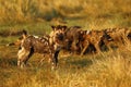 African Wild Dog Pack Feeding Royalty Free Stock Photo