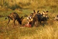 African Wild Dog Pack Feeding on an Impala kill Royalty Free Stock Photo