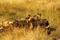 African Wild Dog Pack Feeding on an Impala kill Royalty Free Stock Photo