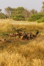 African Wild Dog Pack Feeding on an Impala kill Royalty Free Stock Photo