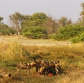 African Wild Dog Pack Feeding on an Impala kill Royalty Free Stock Photo