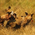 African Wild Dog Pack Feeding on an Impala kill Royalty Free Stock Photo