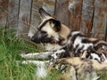 African wild dog with patterns sitting on the grass in the zoo Royalty Free Stock Photo