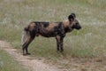 African wild dog, part of a larger pack at Sabi Sands Reserve, Kruger, South Africa. Sightings are extremely rare. Royalty Free Stock Photo