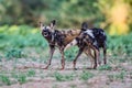 African wild dog playing in the dry riverbed of the Mkuze River