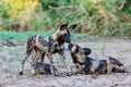 African wild dog playing in the dry riverbed of the Mkuze River