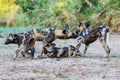 African wild dog playing in the dry riverbed of the Mkuze River