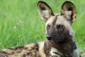 African Wild Dog portrait