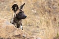 African wild dog