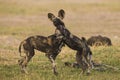 African Wild Dog puppies at play Royalty Free Stock Photo