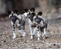 African wild dog pups