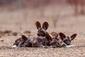 African wild dog pups waking up at sunrise in Mana Pools