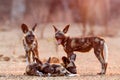 African wild dog pups waking up at sunrise in Mana Pools