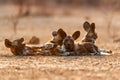 African wild dog pups waking up at sunrise in Mana Pools