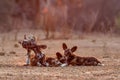 African wild dog pups waking up at sunrise in Mana Pools