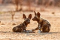 African wild dog pups waking up at sunrise in Mana Pools