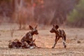 African wild dog pups waking up at sunrise in Mana Pools