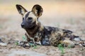 African wild dog resting in the dry riverbed of the Mkuze River