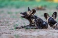 African wild dog resting in the dry riverbed of the Mkuze River