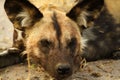 African Wild Dog Royalty Free Stock Photo