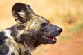 African Wild Dog, Rhino and Lion Nature Reserve, South Africa