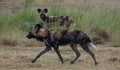 African wild dog belonging to a pack of rare African wild dogs, photographed at Sabi Sand Game Reserve, Kruger, South Africa