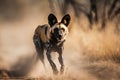 African wild dog running in the sun in Kruger National park, South Africa Specie Lycaon pictus family of Canidae