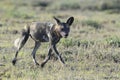 African Wild Dog on savannah Royalty Free Stock Photo