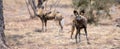 African Wild Dogs hunting in Africa