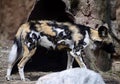 African Wild Dog Royalty Free Stock Photo