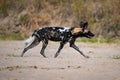 African wild dog trotting down sandy beach Royalty Free Stock Photo