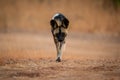 African wild dog trotting over sandy ground Royalty Free Stock Photo