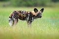 African wild dog, walking in the green grass, Okacango deta, Botswana, Africa. Dangerous spotted animal with big ears. Hunting pai Royalty Free Stock Photo