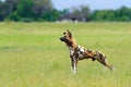 African wild dog, walking in the green grass, Okacango deta, Botswana, Africa. Dangerous spotted animal with big ears. Hunting pai Royalty Free Stock Photo