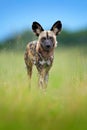 African wild dog, walking in the green grass, Okacango deta, Botswana, Africa. Dangerous spotted animal with big ears. Hunting pai Royalty Free Stock Photo