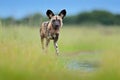 African wild dog, walking in the green grass, Okacango deta, Botswana, Africa. Dangerous spotted animal with big ears. Hunting pai Royalty Free Stock Photo