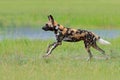 African wild dog, walking in the green grass, Okacango deta, Botswana, Africa. Dangerous spotted animal with big ears. Hunting pai Royalty Free Stock Photo