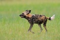 African wild dog, walking in the green grass, Okacango deta, Botswana, Africa. Dangerous spotted animal with big ears. Hunting pai Royalty Free Stock Photo